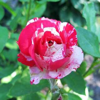 Роза чайно-гибридная Сатина